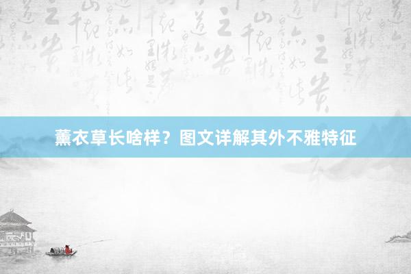 薰衣草长啥样?图文详解其外不雅特征